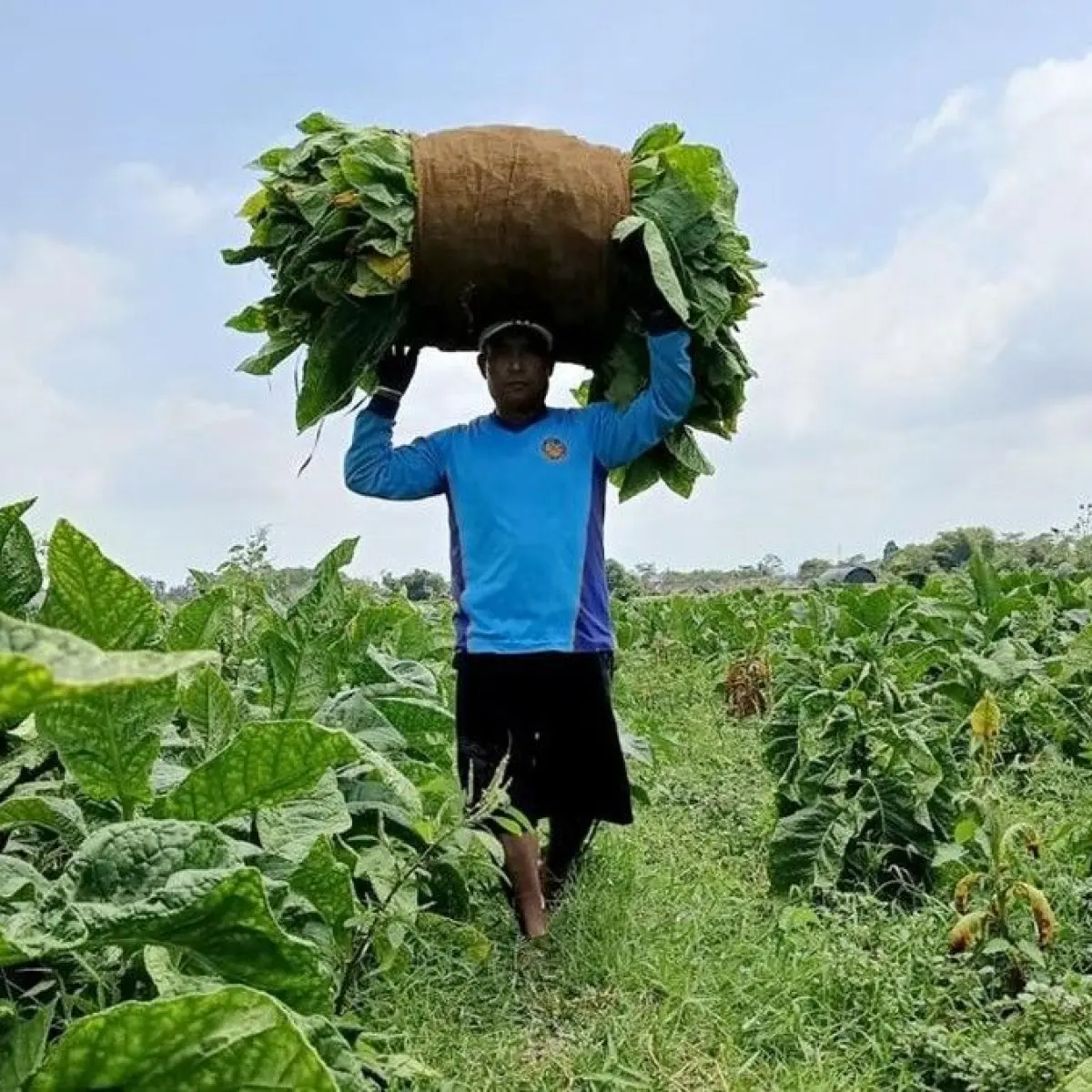 Petani Temanggung di Jawa Barat Kompak Tolak Rencana Kemasan Polos dan Pembatasan Nikotin dari Kemenkes