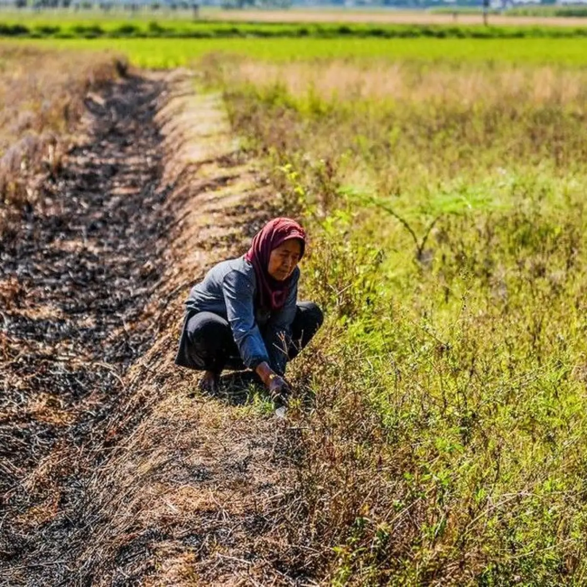 Dampak El Nino di Bandung: Penyerapan Pupuk Subsidi Anjlok, Petani Tahan Musim Tanam