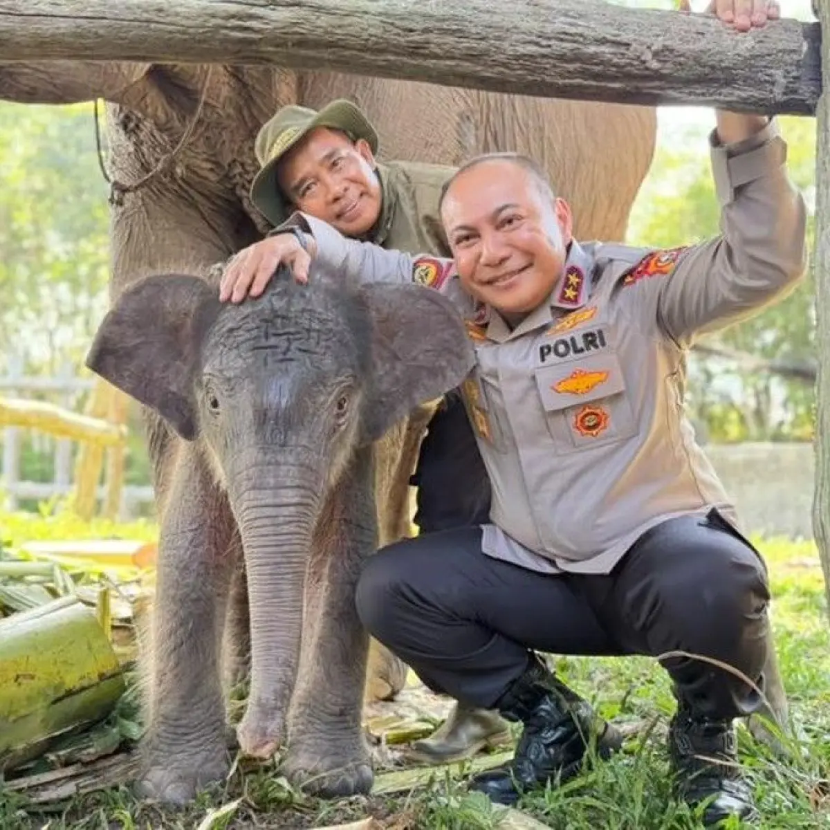 Harapan Baru Konservasi: Kelahiran Anak Gajah Betina di Tesso Nilo Mengejutkan Tim Penjaga