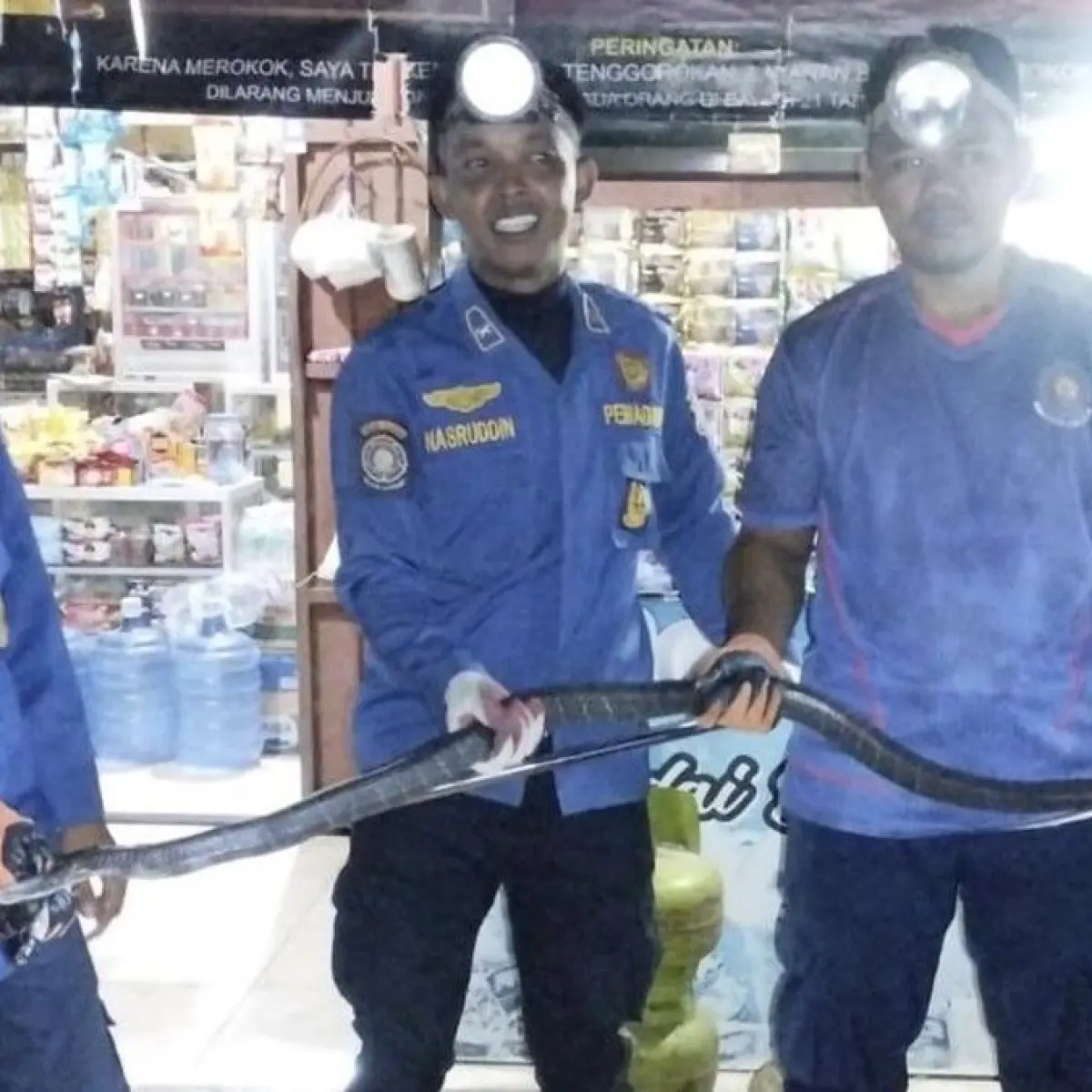 Penemuan King Kobra Raksasa di Gudang LPG Sidrap, Damkar Turun Tangan Amankan Reptil Berbisa