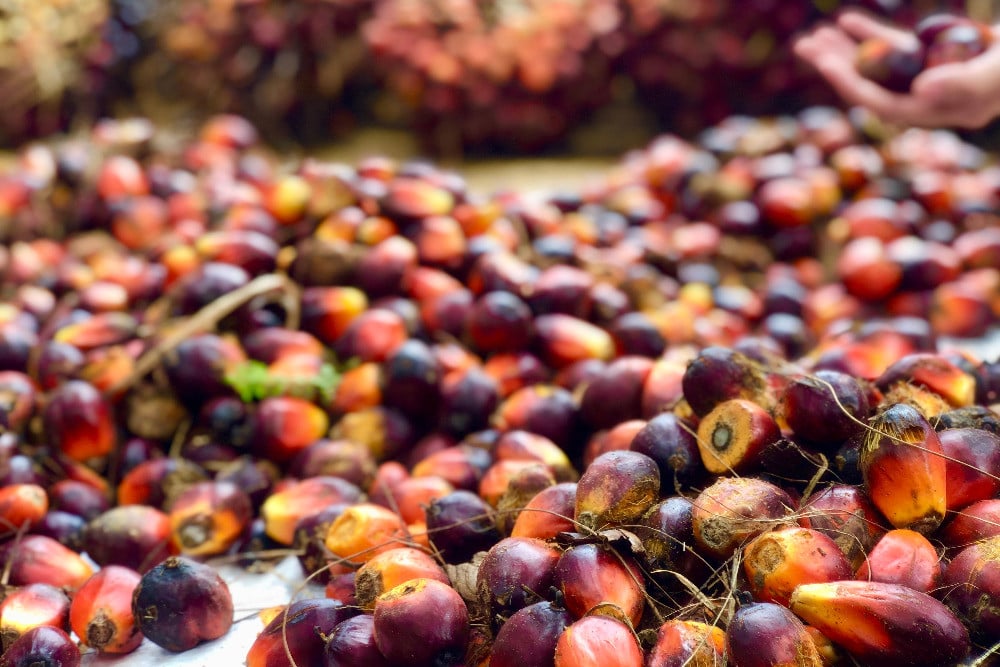 Kumpulan buah sawit yang telah lepas dari tandan sebelum dikirim ke pabrik kelapa sawit PT Sahabat Mewah dan Makmur, Belitung Timur, Rabu (28/8/2024). / Bisnis-Annasa Rizki Kamalina