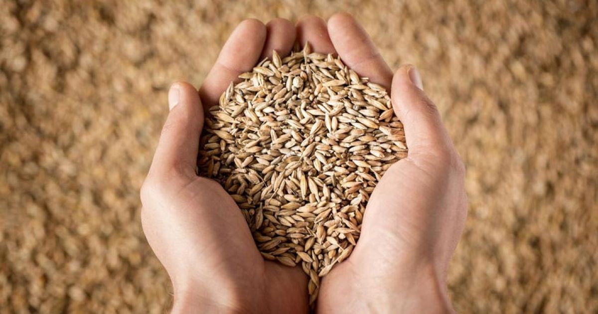 Kaya Nutrisi, Ini Ragam Manfaat Gandum Utuh untuk Kesehatan Tubuh