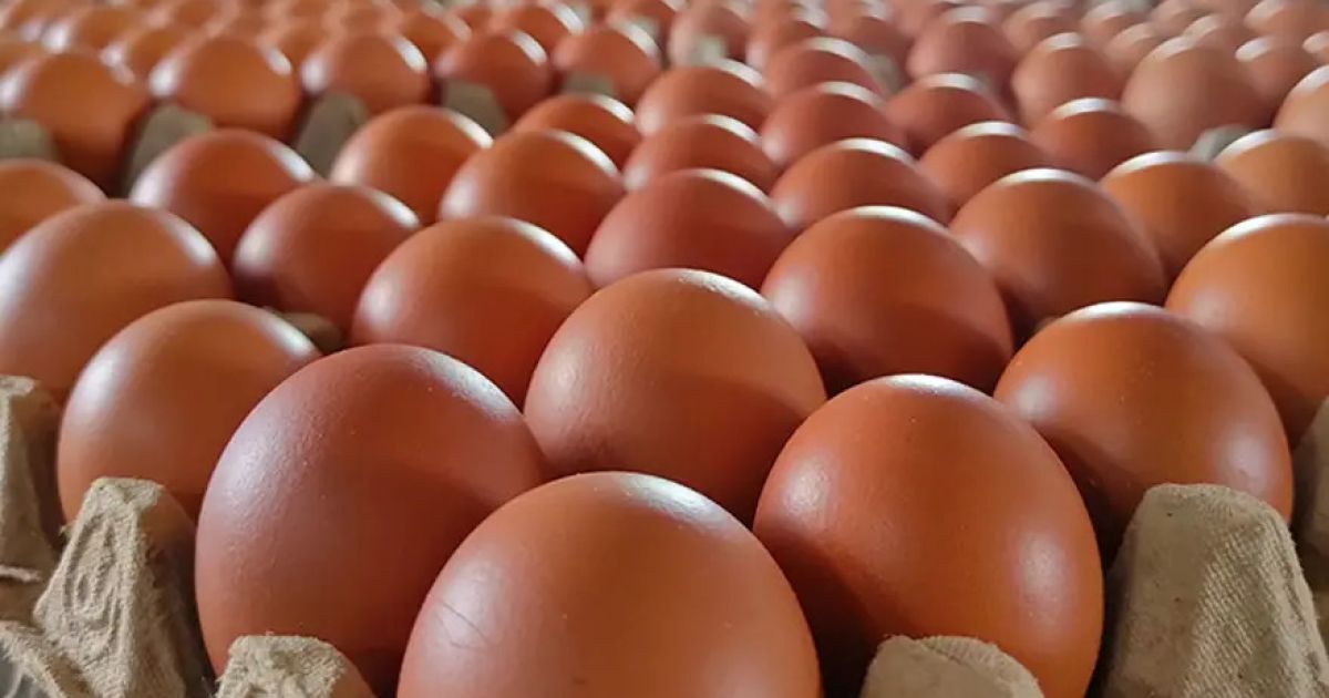 Manfaat Telur Melampaui Protein: Jaga Jantung, Otak, dan Imunitas Tubuh