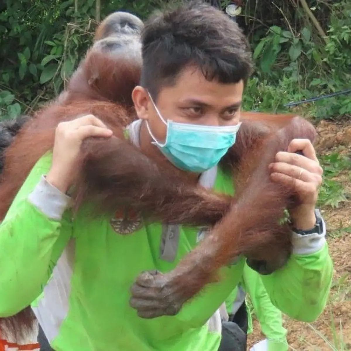Keraitan di Kaltim Jadi Titik Rawan Konflik Orang Utan, BKSDA Ungkap Data Mengejutkan