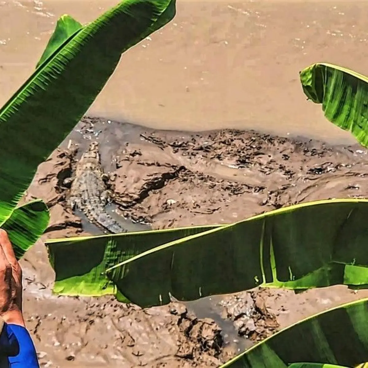 Predator Raksasa Muncul di Sungai Cimandiri Sukabumi, Warga Diminta Tingkatkan Kewaspadaan