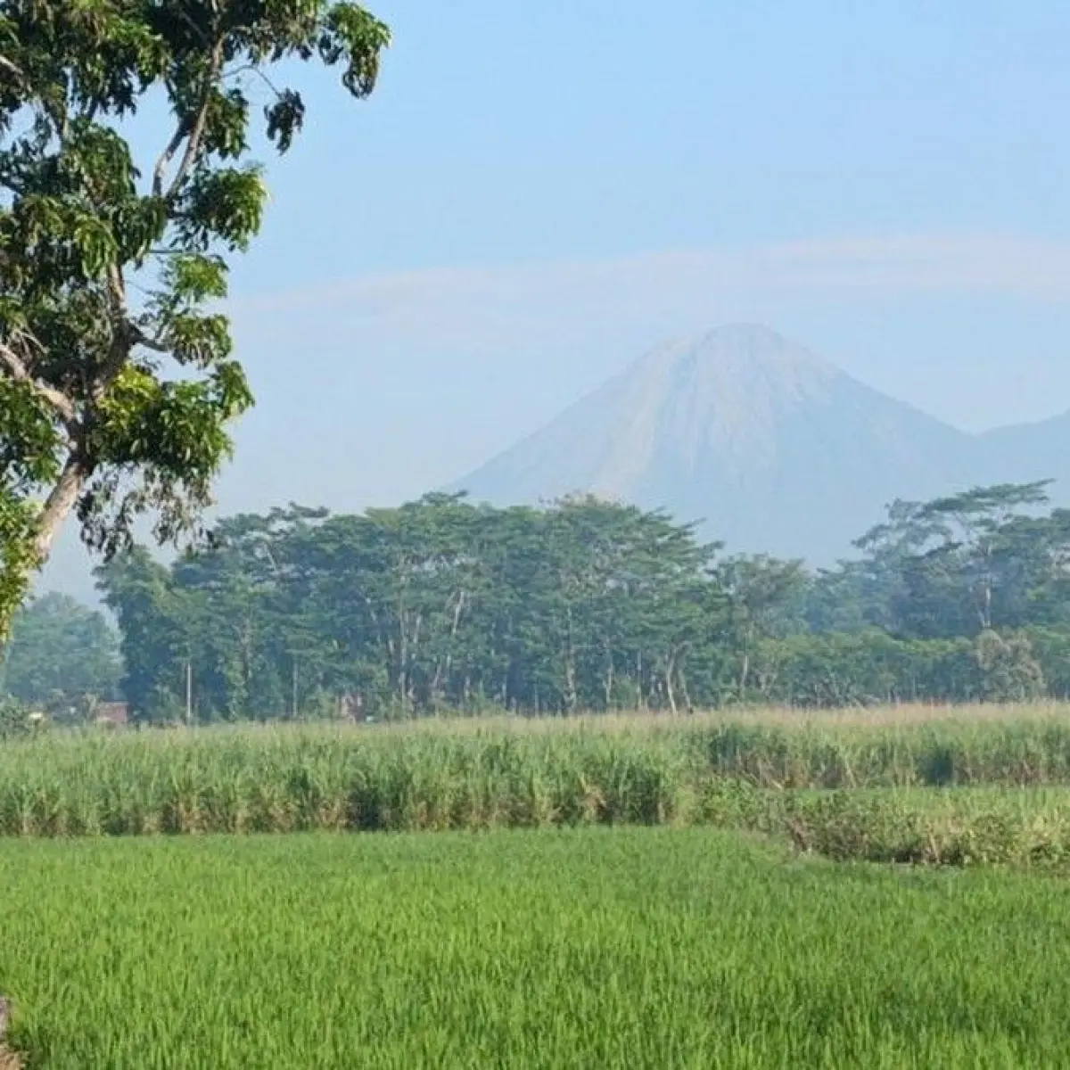Semeru Bergejolak Lagi: Tiga Kali Erupsi Pagi Ini, Kolom Abu Capai 1.000 Meter