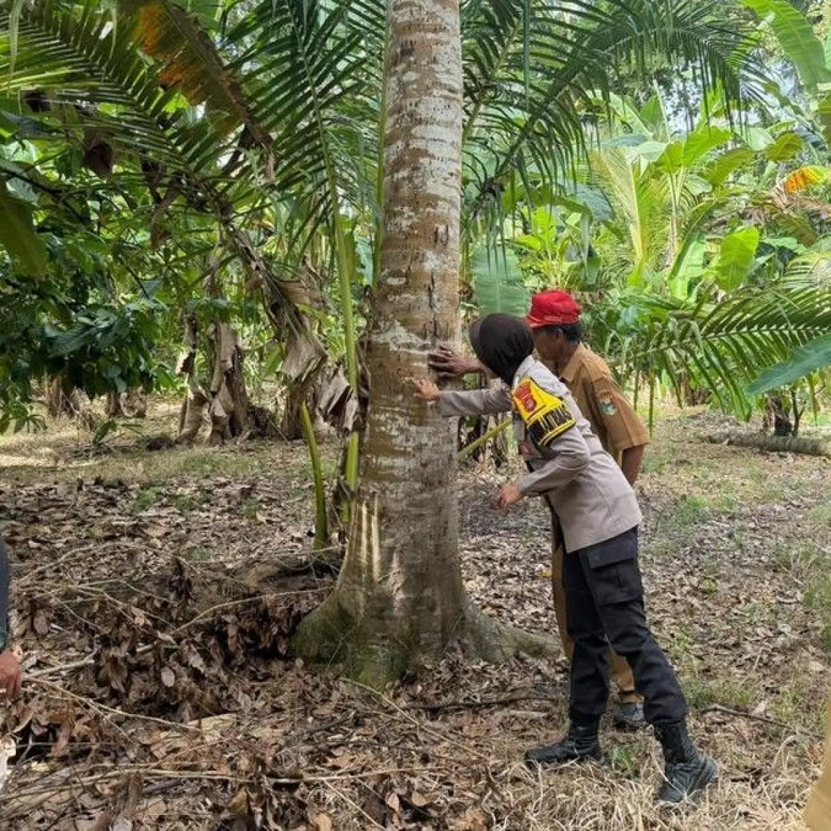 Kemunculan Satwa Liar Diduga Beruang di Perkebunan Tanggamus, Warga Kali Sari Diminta Waspada