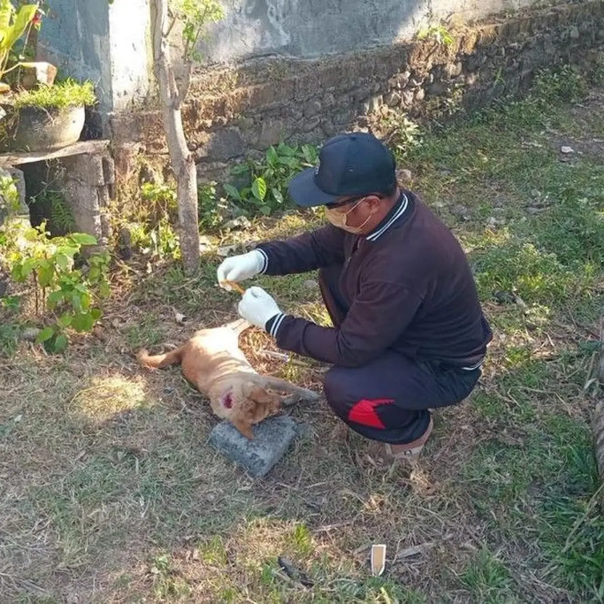 Mencekam, Tiga Warga Jembrana Terpapar Gigitan Anjing Diduga Rabies saat Hajatan