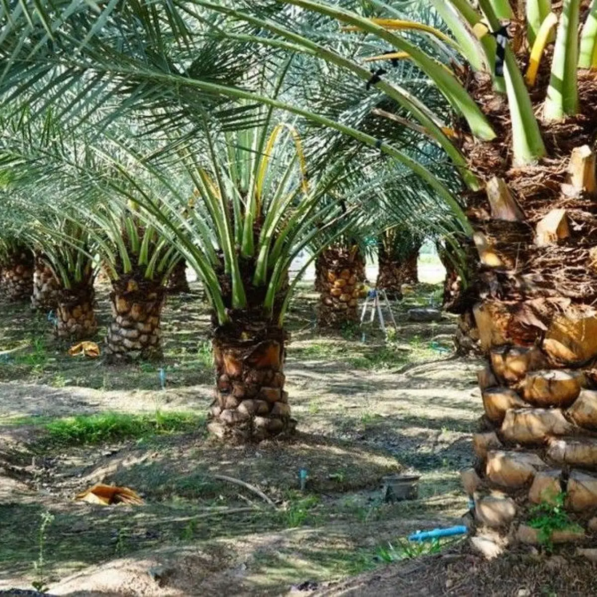 Aksi Terorganisir di Aceh Utara: Produksi PTPN IV Terkikis Akibat Pencurian Tandan Buah Segar