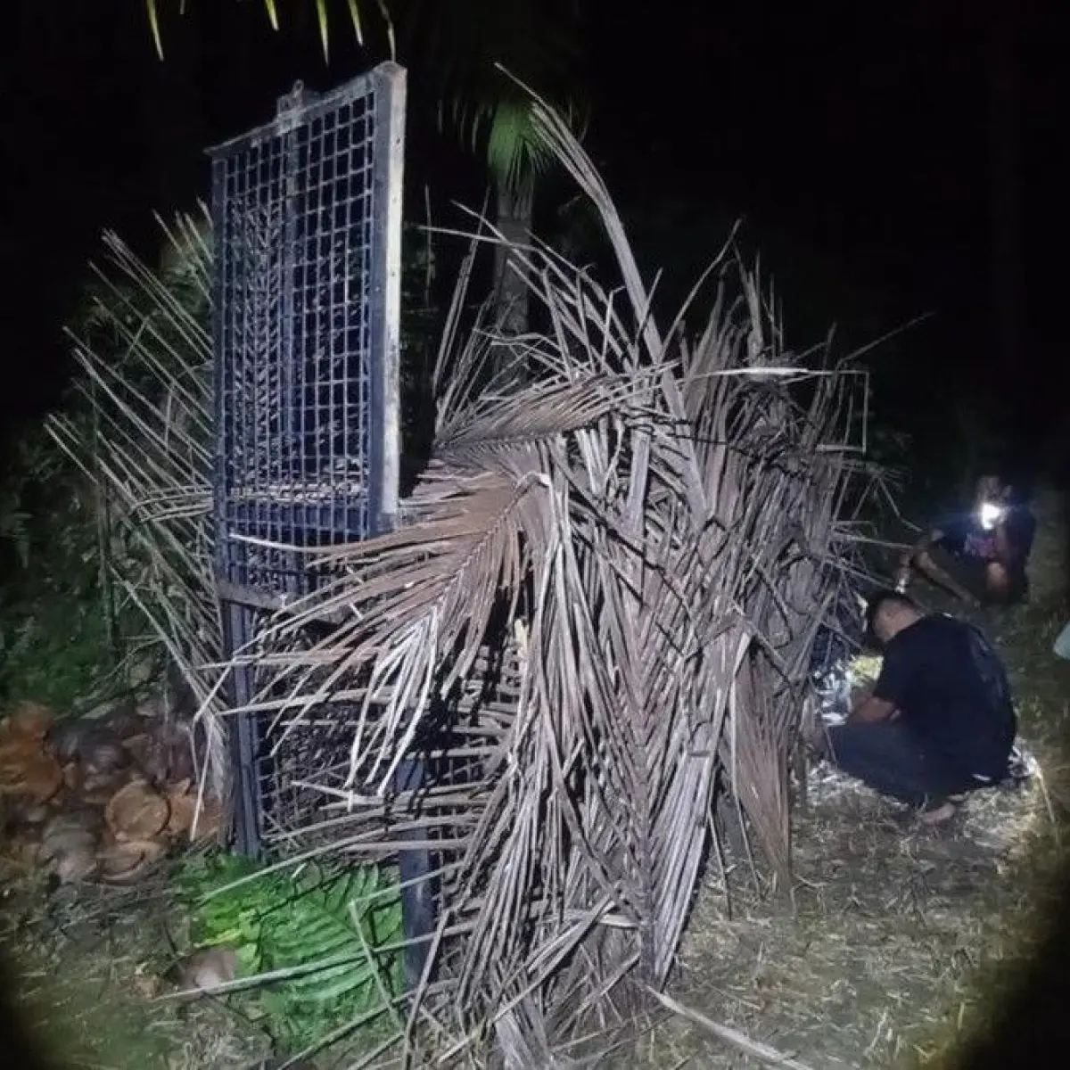 BKSDA Kerahkan Perangkap Khusus Tangani Kemunculan Beruang Madu di Permukiman Tanggamus