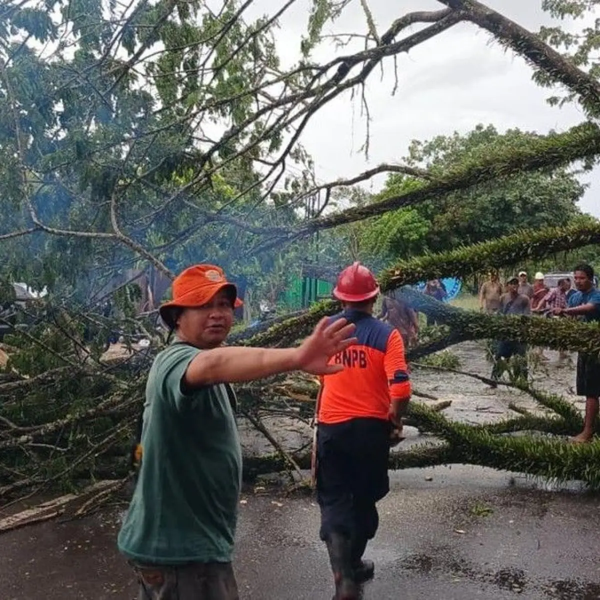 Dampak Angin Kencang: Pohon Trembesi Raksasa Blokir Total Akses Jalan Pangkalan Bun-Kumai