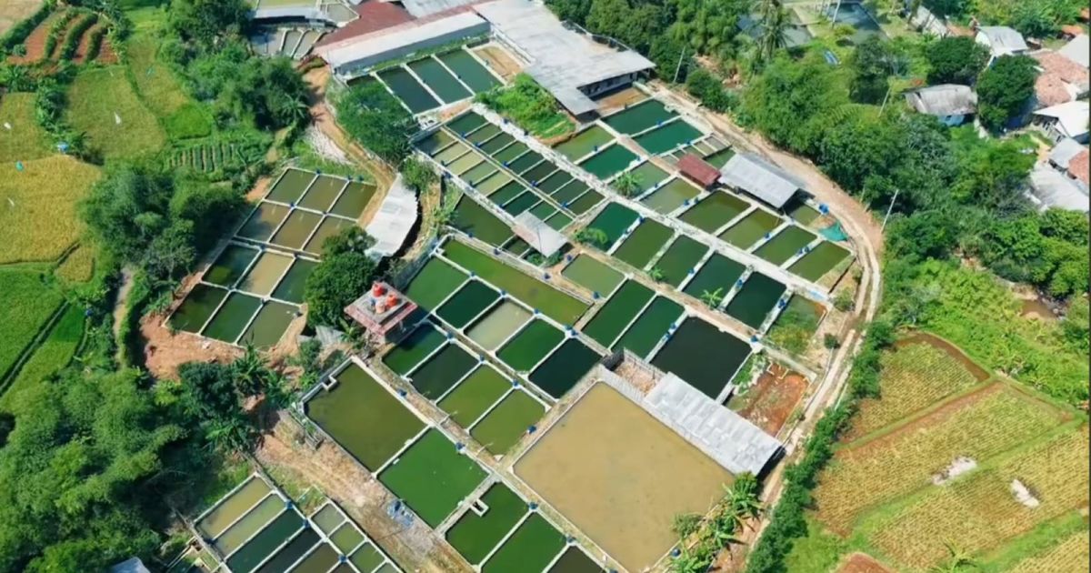 Bupati Bogor Maksimalkan Potensi Perikanan dan Peternakan Dongkrak Ekonomi Kerakyatan