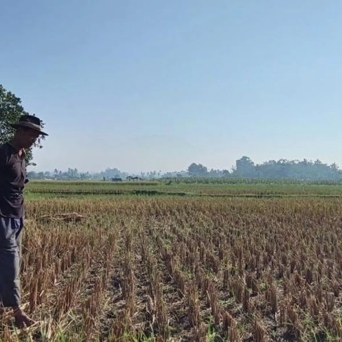 Dampak Kritis Jebolnya Bendungan Cidadap: Puluhan Hektare Sawah di Sukabumi Terancam Gagal Panen
