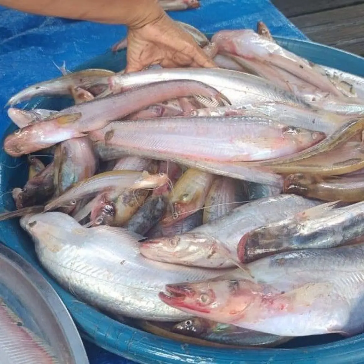 Eksplorasi Rasa Ikan Lais Kalteng: Dari Sungai Endemik Hingga Kelezatan Bakar Sambal Lucung