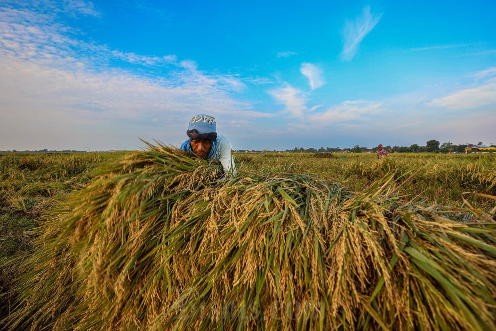 Proyeksi FAO: El Nino dan Tekanan Biaya Ancaman Utama Penurunan Produksi Beras Dunia 2026/2027