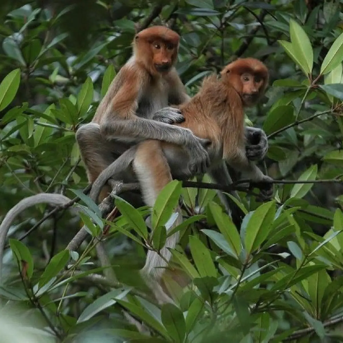 Fenomena Kelangkaan Terpecahkan: Induk Bekantan di Kalsel Melahirkan Bayi Kembar yang Sangat Jarang Terjadi