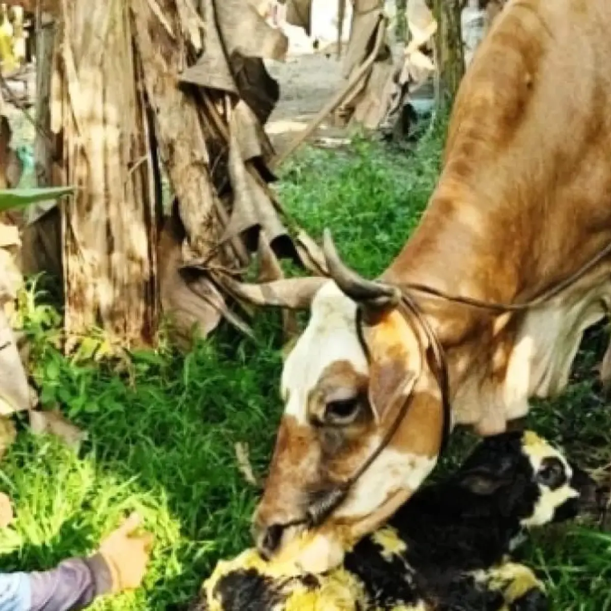 Kotawaringin Barat Catat Kelahiran Keempat Sapi Belgian Blue, Bukti Sukses Program Inseminasi Buatan