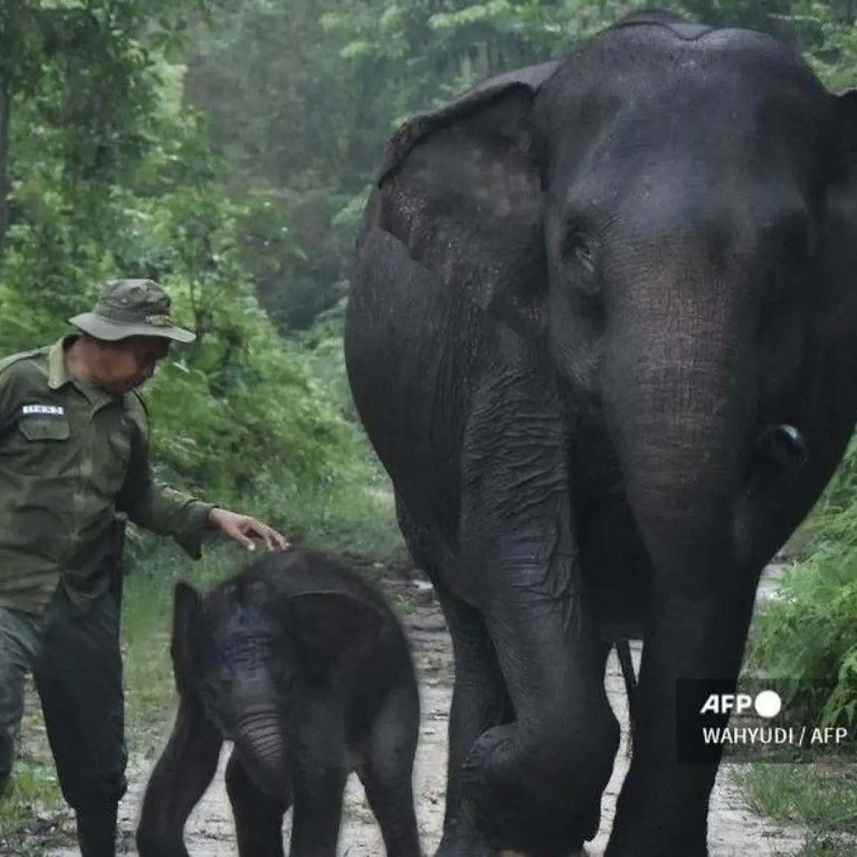 Kebahagiaan Konservasi: Kelahiran Anak Gajah Betina di Jantung Taman Nasional Tesso Nilo