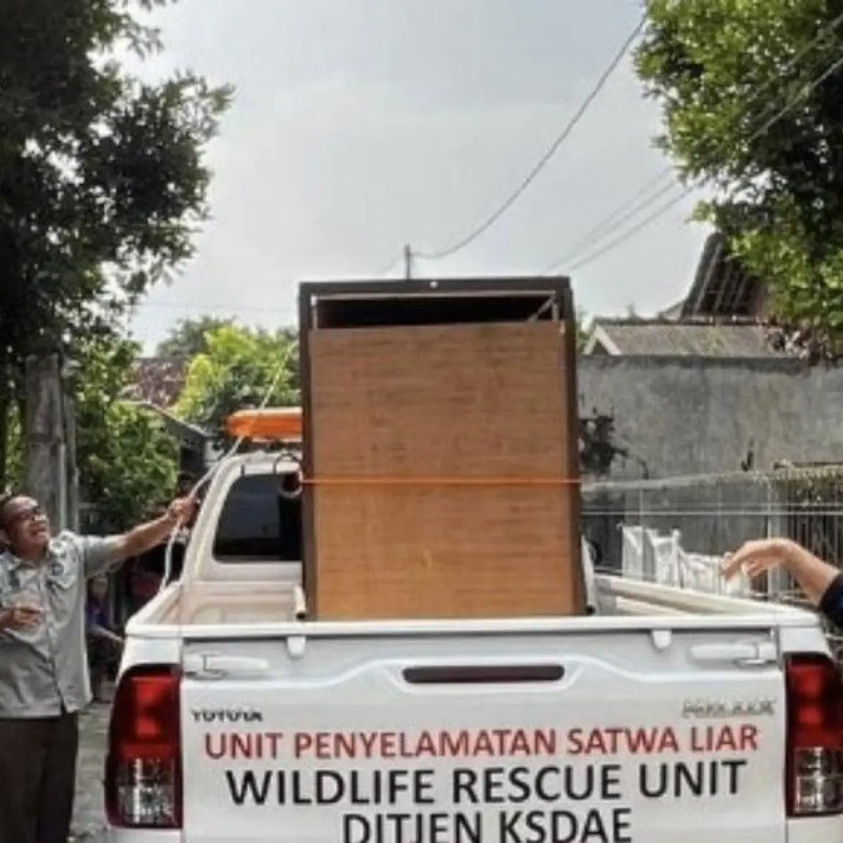 Momen Dramatis! BKSDA Yogyakarta Amankan Kasuari Langka dari Rumah Kosong di Sleman