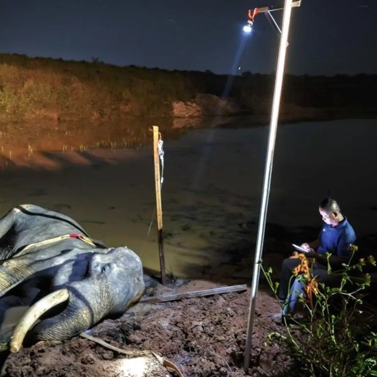 Gajah Jinak Legendaris Sumatra, Indra, Tutup Usia di Taman Nasional Way Kambas