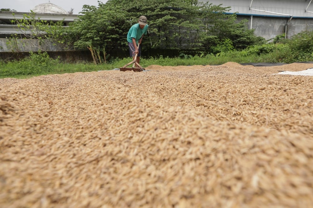 Stok Melimpah, Mengapa Harga Beras di Konsumen Masih Ogah Turun? Membedah Paradoks Pangan Nasional