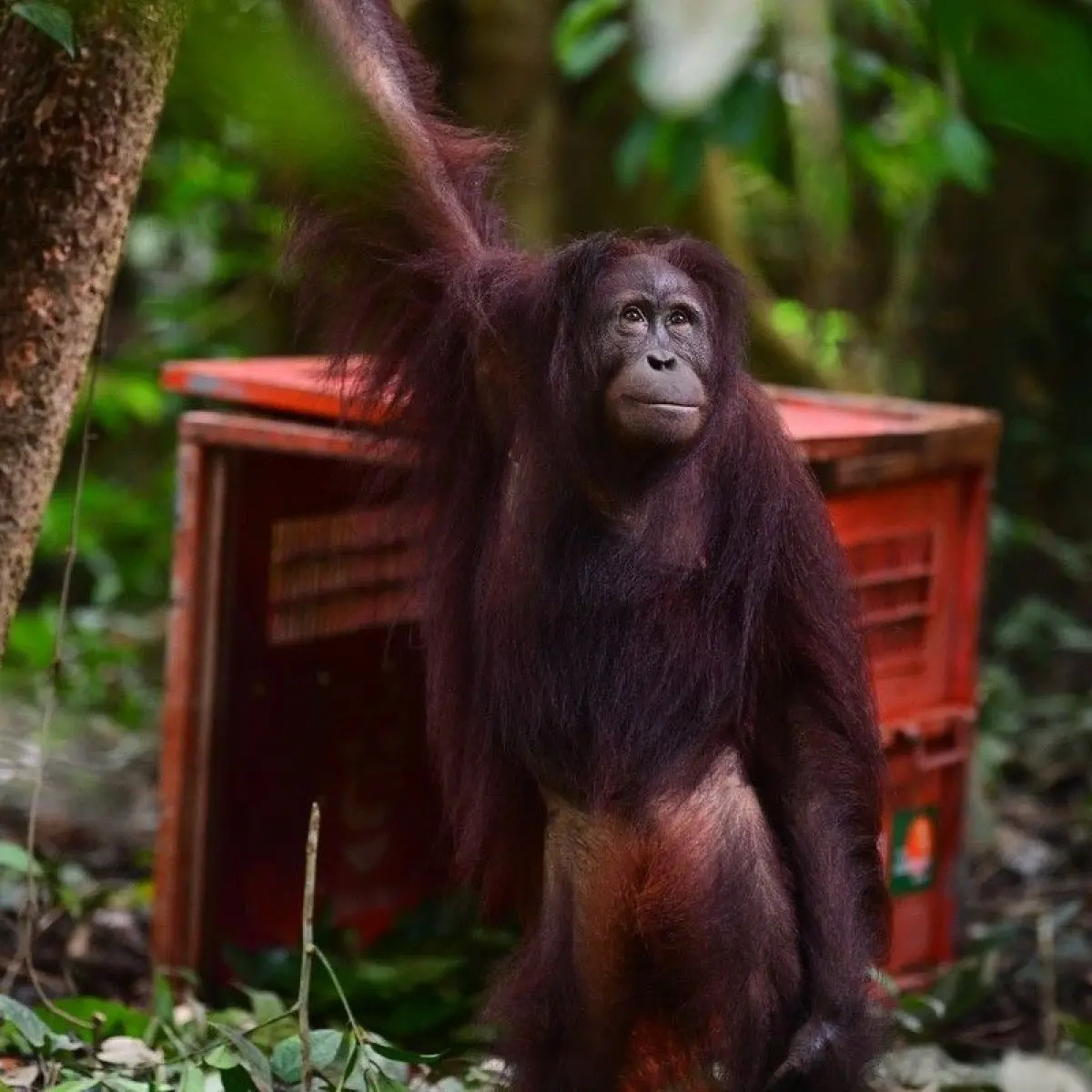 Tiga Orang Utan Dilepasliarkan ke Hutan Lindung Gunung Batu Mesangat Pasca Rehabilitasi Intensif