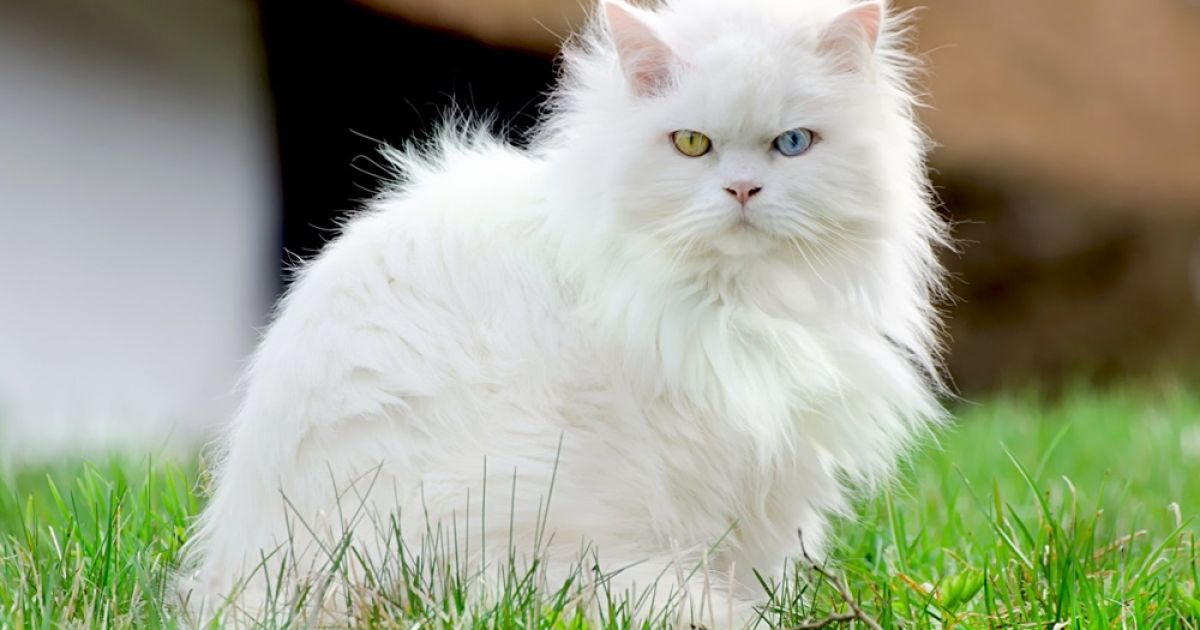 Mengenal Kucing Anggora: Ciri Fisik, Sifat Ramah, hingga Tips Perawatan