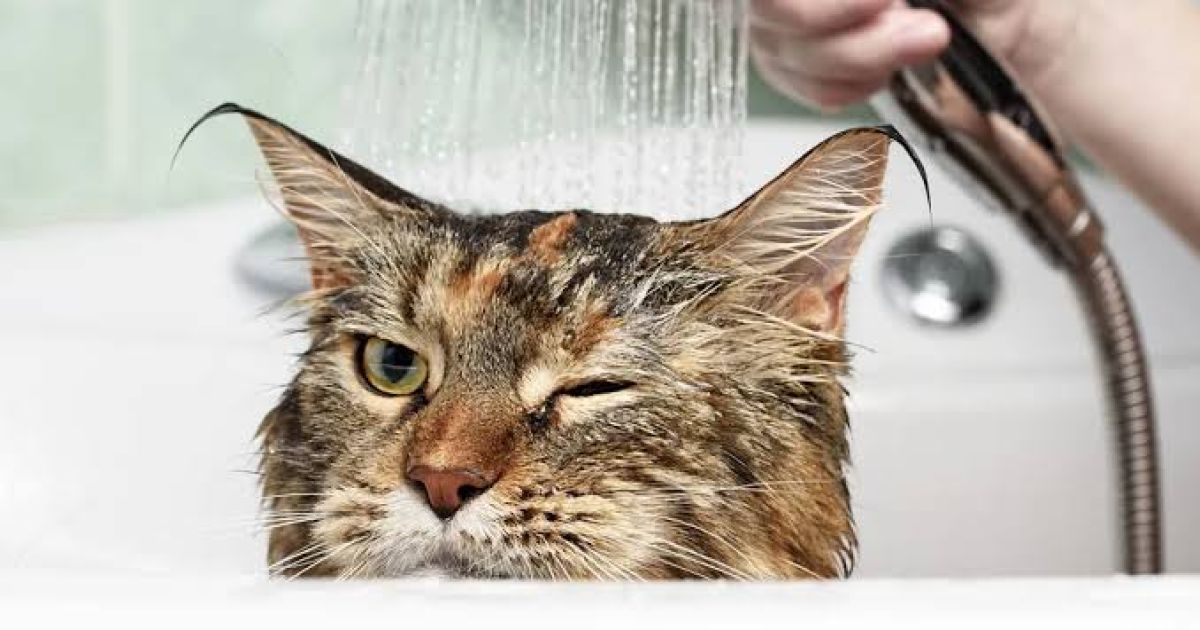 Mengapa Kucing Takut Air? Memahami Naluri dan Cara Mandi yang Tepat