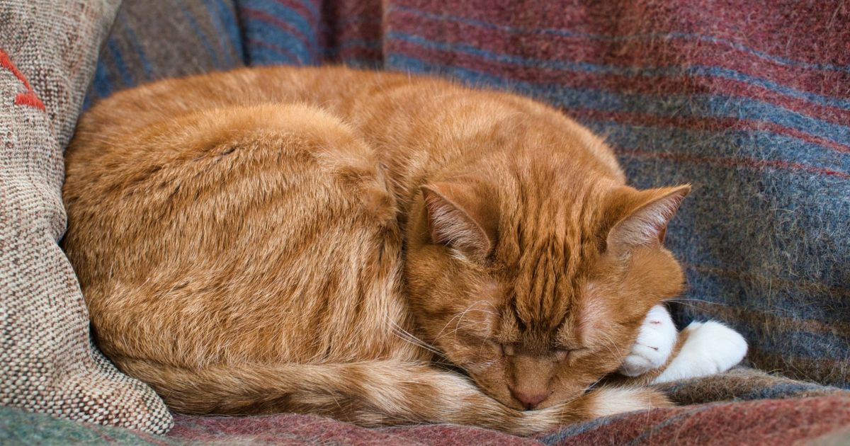 Kenali 6 Ciri Kucing Sakit: Panduan Penting untuk Pemilik Hewan Peliharaan