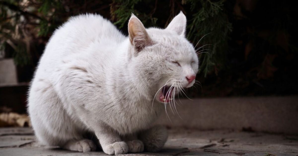 Kenali Ragam Jenis Muntah Kucing: Tanda Sakit Hingga Pola Makan Keliru
