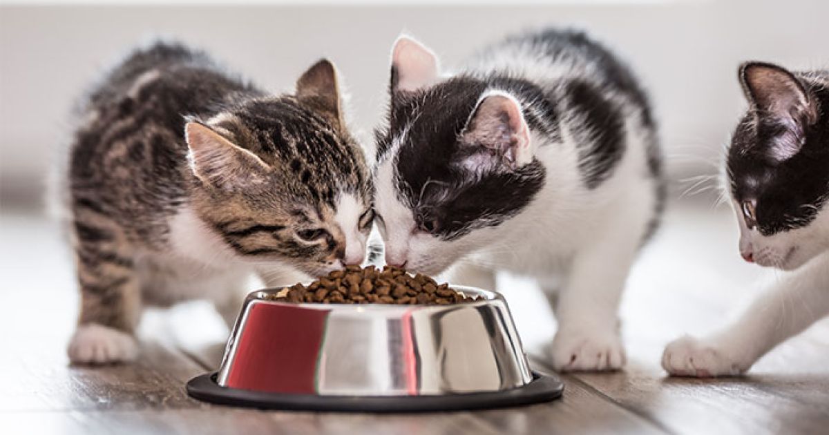 Waspada! Ini Daftar Makanan Manusia yang Berbahaya dan Beracun Bagi Kucing Peliharaan