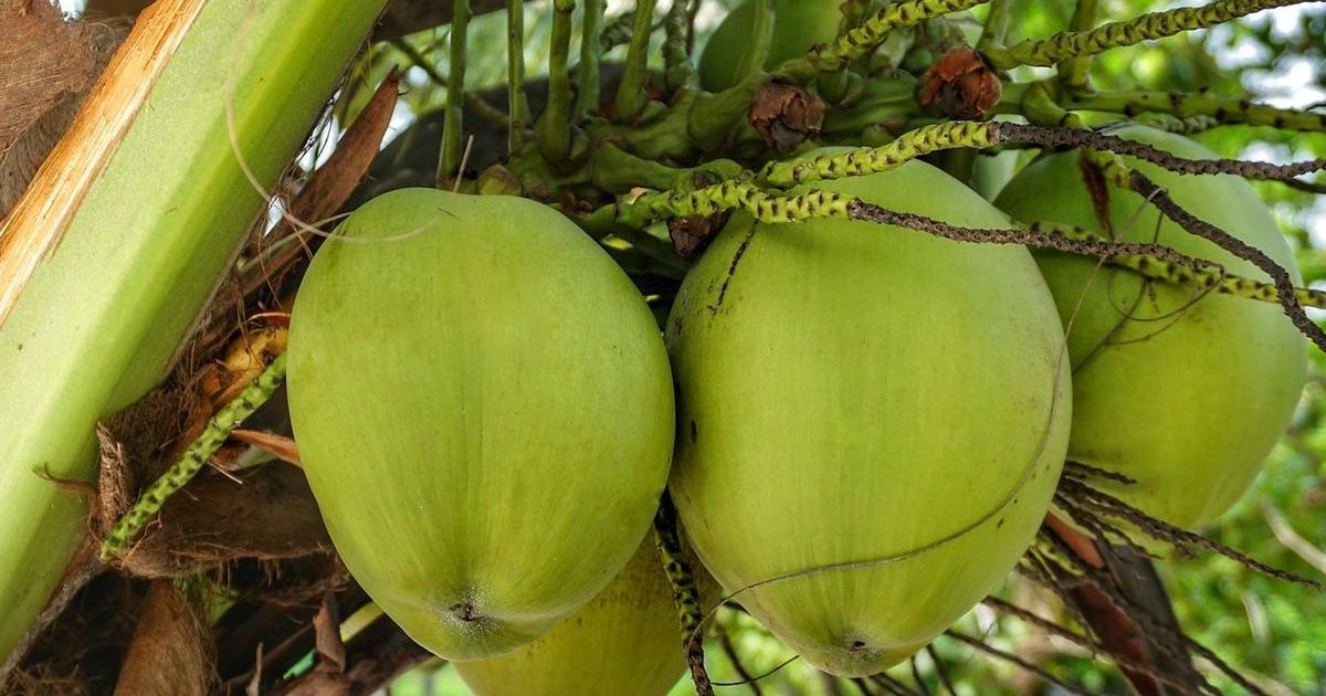 Rahasia Kulit Glowing: Ini 6 Manfaat Buah Kelapa untuk Kecantikan