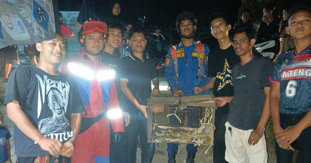 Damkar Kabupaten Bogor Evakuasi Kukang Jawa yang Jatuh dari Pohon di Tanjungsari