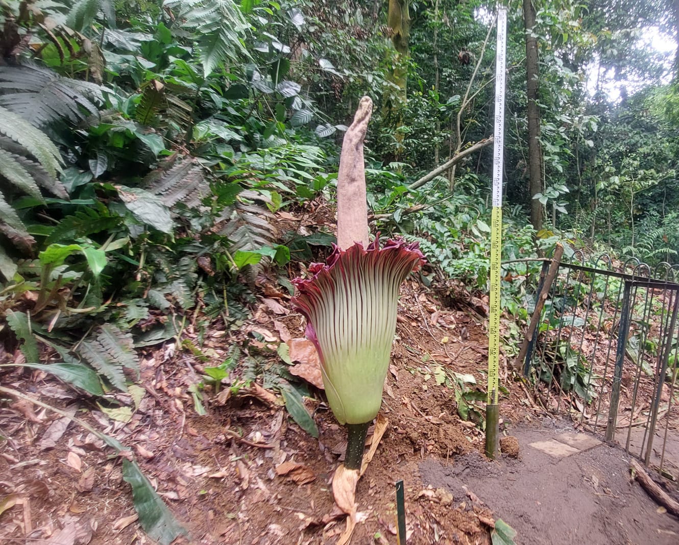 Setelah 12 Tahun, Bunga Bangkai Raksasa Mekar Kembali di Kebun Raya Bogor