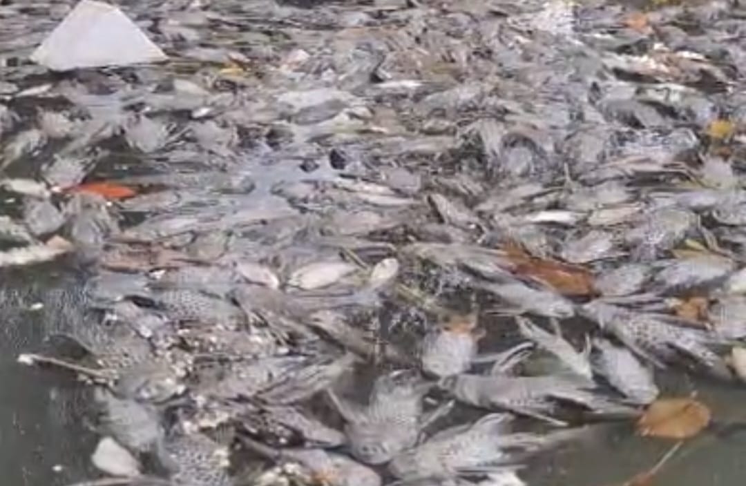 Ribuan Ikan di Situ Citongtut Gunungputri Ditemukan Mati, Diduga Tercemar Limbah