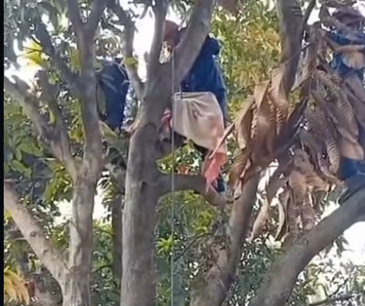 Tebang Pohon Salam, Remaja di Bojonggede Tewas Tersengat Aliran Listrik 