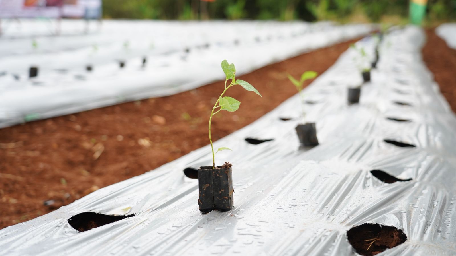Gerakan Tanam Cabai di Jasinga, Strategi Pemkab Bogor Tekan Inflasi dari Sawah Petani