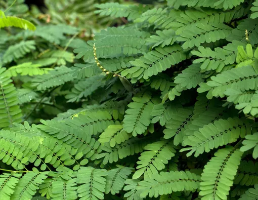 Manfaat Daun Saga untuk Ibu Hamil: Cegah Infeksi hingga Preeklamsia