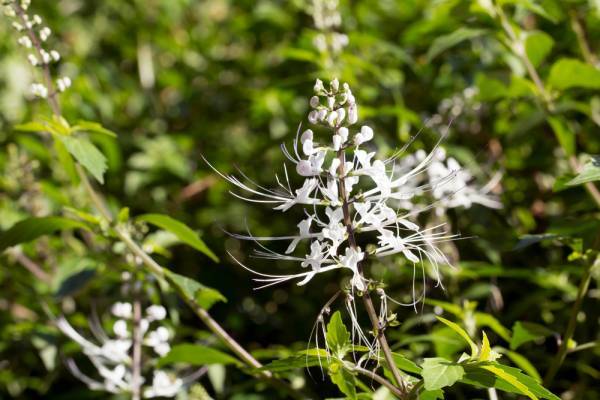10 Manfaat Kumis Kucing untuk Kesehatan dan Cara Konsumsinya yang Aman