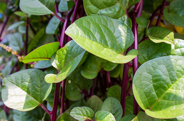 8 Manfaat Daun Binahong untuk Kesehatan dan Cara Mengolahnya dengan Benar