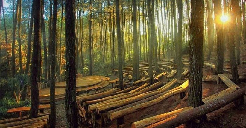 Wisata Hutan Pinus Jogja: Suasana Sejuk dan Spot Foto Keren