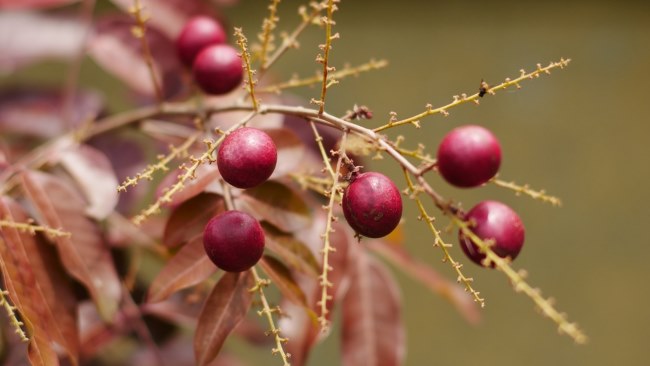 Mengenal Kelengkeng Merah, Buah Unik dengan Segudang Manfaat