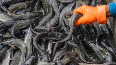 Kenapa Ikan Lele Tidak Mau Makan Umpan Lagi? Ini Penjelasan dan Solusinya!