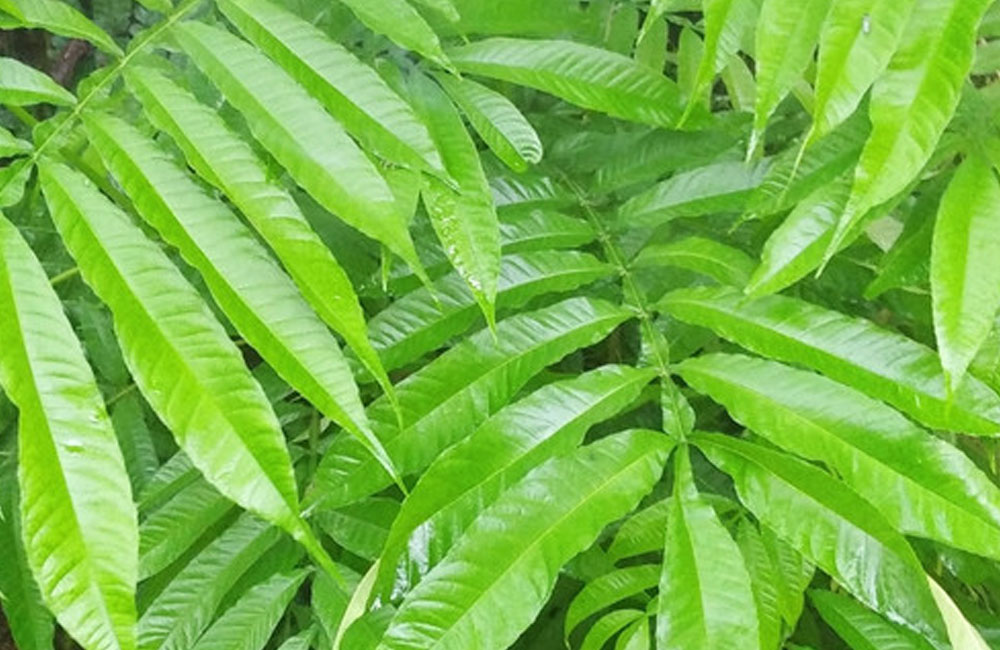 7 Manfaat Daun Sungkai untuk Kesehatan, dari Obat Demam hingga Peningkat Imun