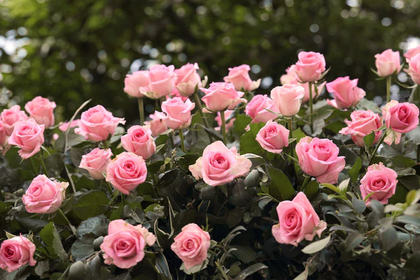 5 Jenis Bunga Mawar Tercantik yang Siap Hiasi Pekarangan Rumah