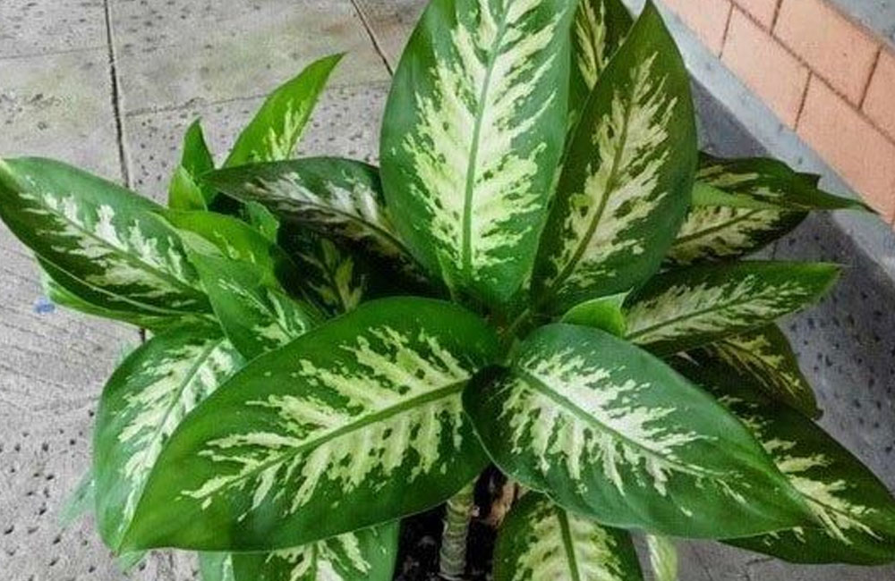 Mengenal Tanaman Hias Sri Rejeki: Ciri-Ciri, Cara Merawat, dan Manfaatnya