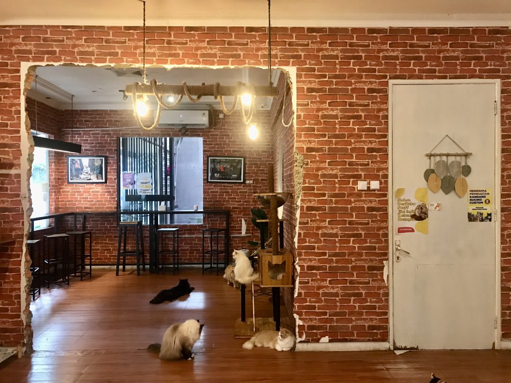 3 Cat Cafe di Bogor, Cocok untuk Pecinta Kucing dan Foto Estetik