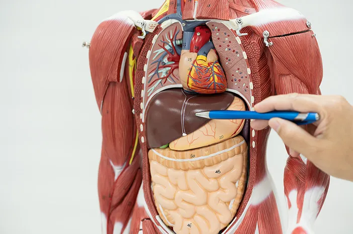 10 Fakta Menarik tentang Organ Tubuh Manusia yang Jarang Diketahui