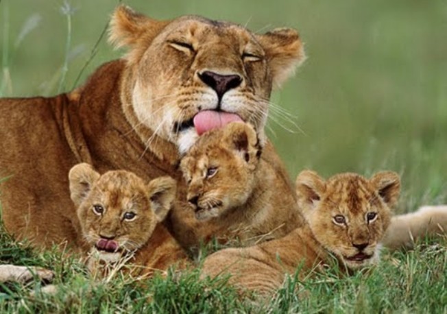 Hewan dan Jenis-Jenisnya: Berdasarkan Habitat, Reproduksi, dan Makanan