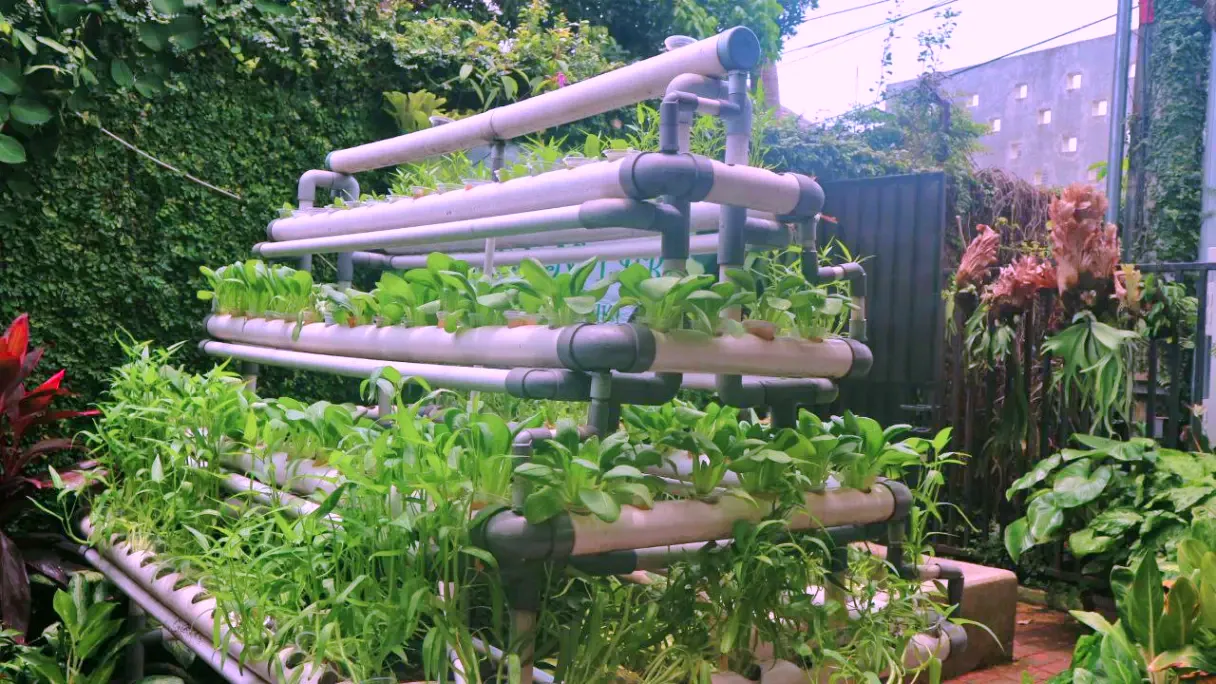 13 Jenis Tanaman Hidroponik yang Mudah Dibudidayakan di Rumah